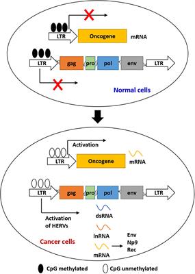 Transcriptional and reverse transcriptional regulation of host genes by human endogenous retroviruses in cancers